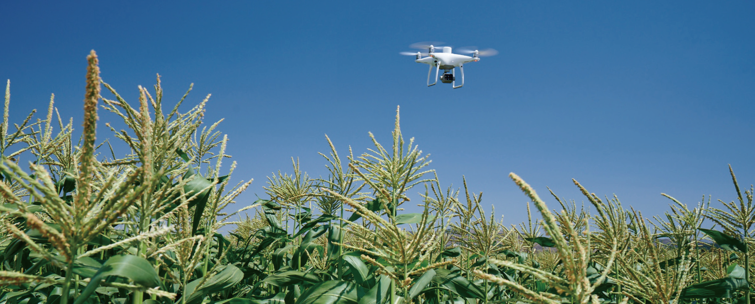 Phantom 4 Multispectral(다분광)